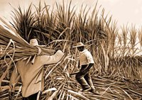 COUPEURS SEPIA