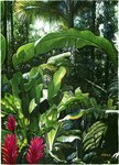VEGETATION TROPICALE